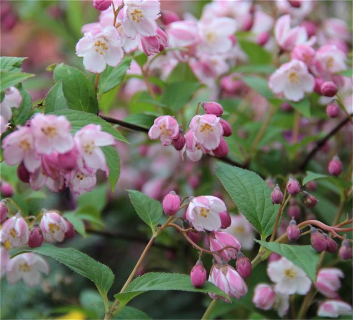 Deutzia rosea Havlu Püskülü fidanı