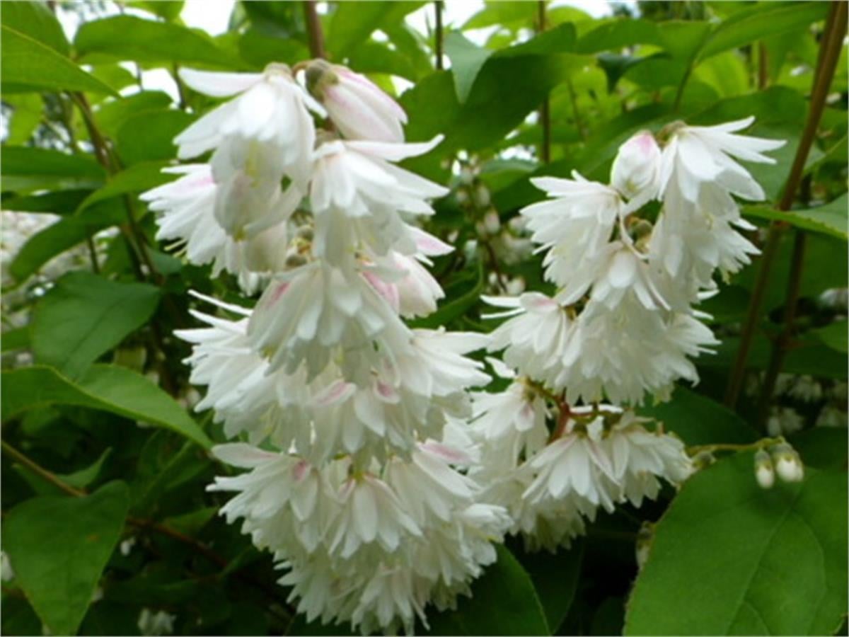 Deutzia scabra Plena havlu püskülü fidanı