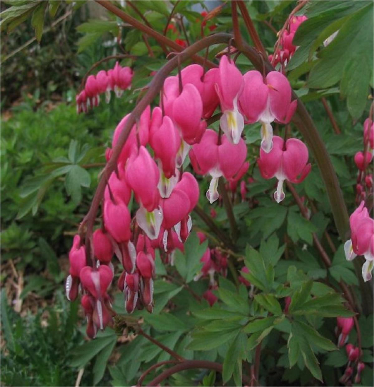 Dicentra spectabilis Kanayan Kalpler çiçeği ağlayan kalpler fidesi