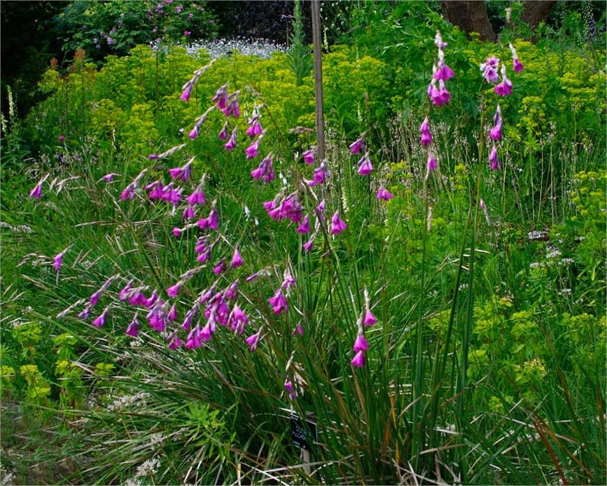 Dierama pulcherrimum