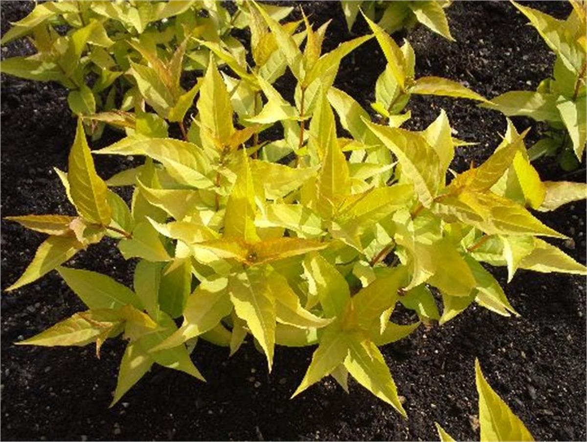 Diervilla rivularis Honeybee weigela yapraklı hanımeli fidanı