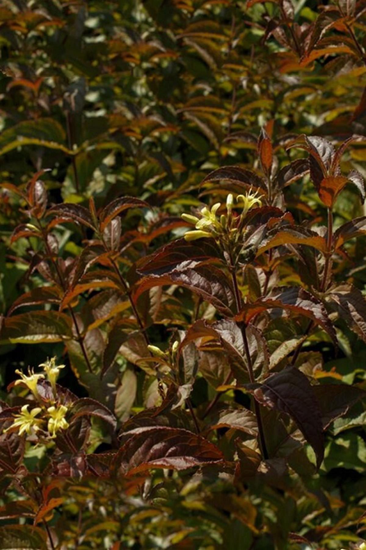 Diervilla rivularis weigela yapraklı hanımeli fidanı Troja Black