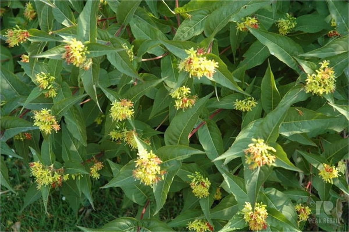 Diervilla splendens weigela yapraklı hanımeli fidanı