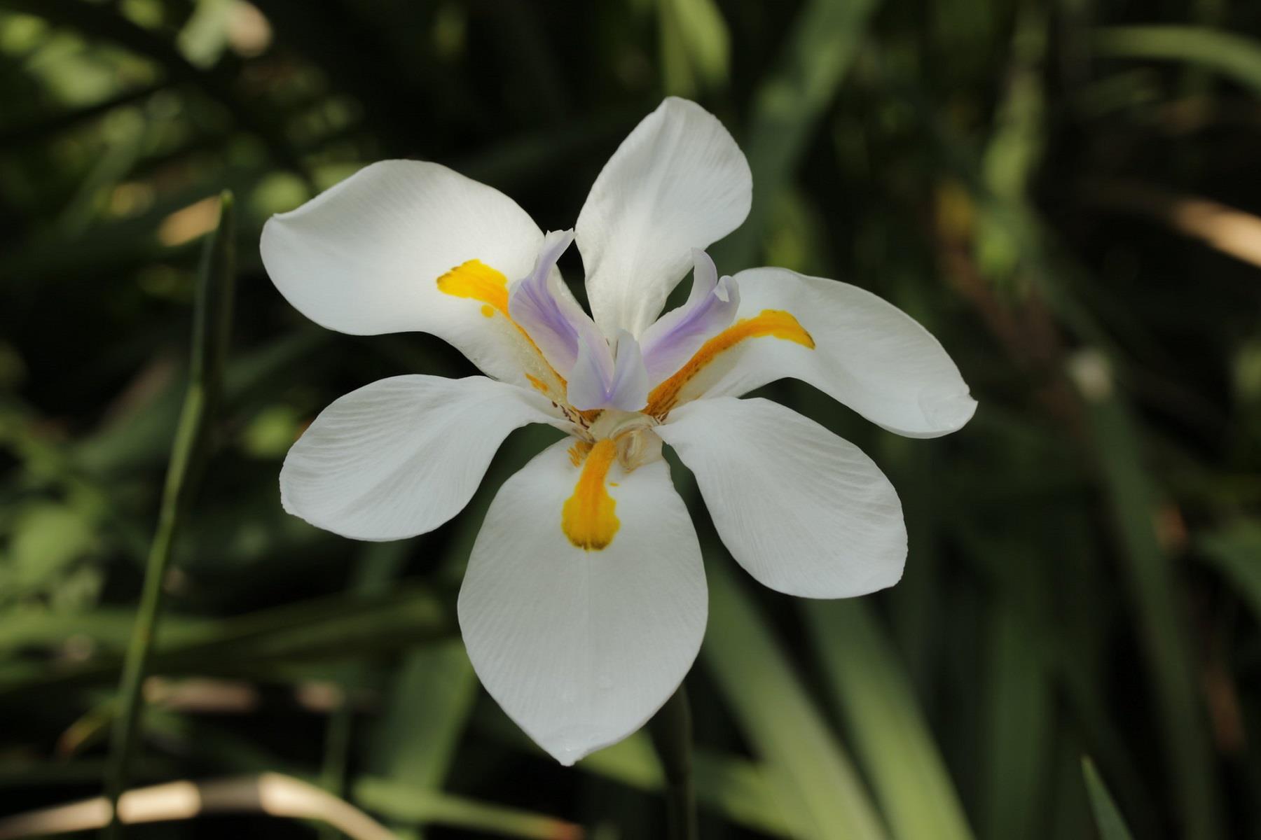 Dietes grandiflora iri çiçekli Afrika iris fidesi