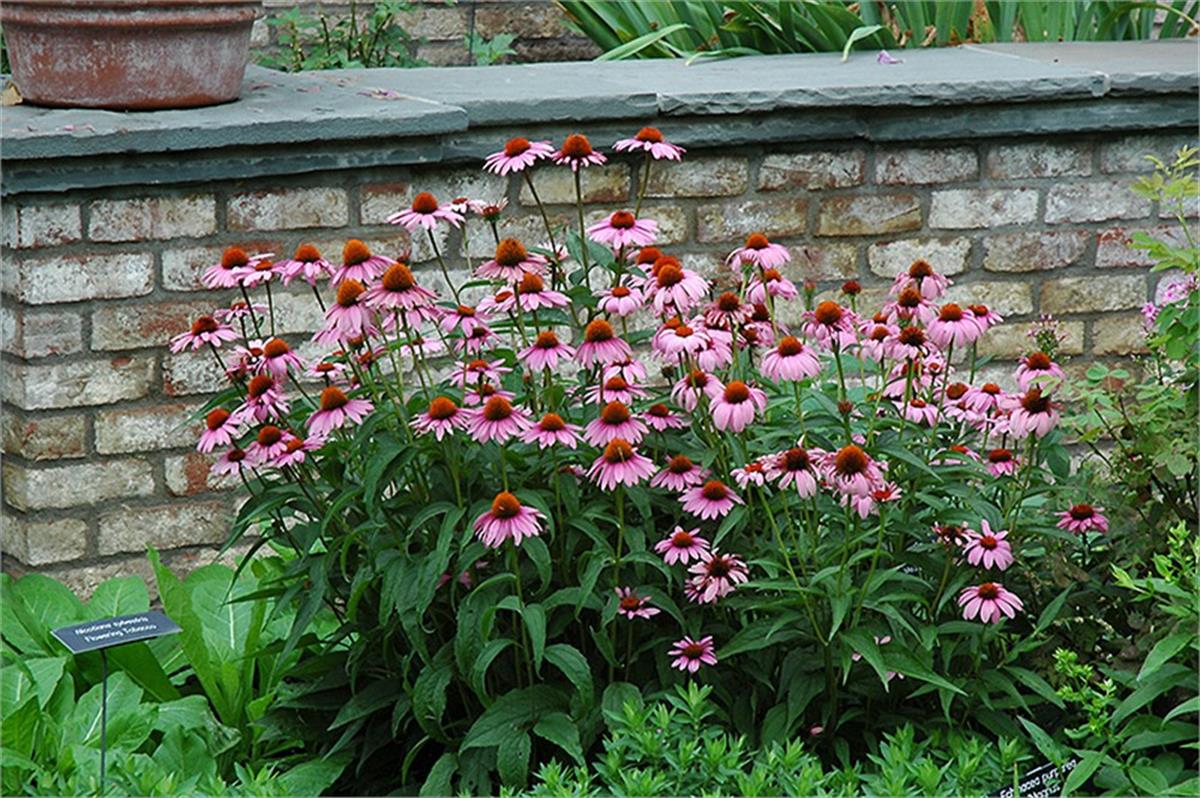 Echinacea magnus Ekinezya fidesi