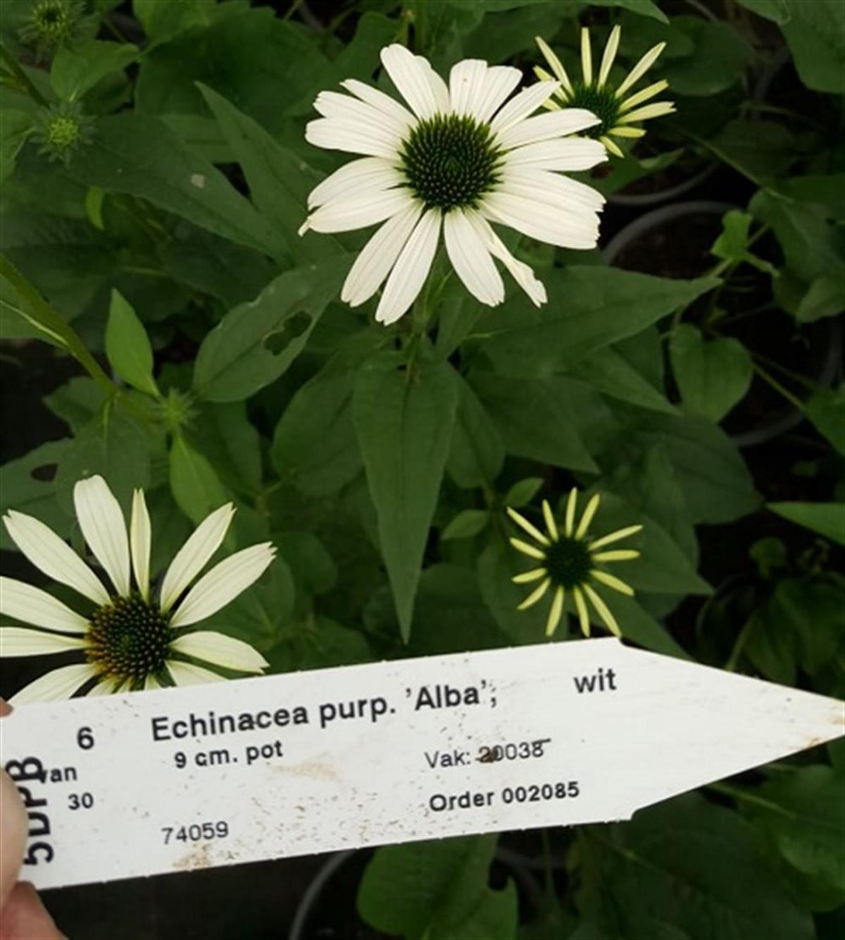 Echinacea p. Alba Ekinezya fidesi