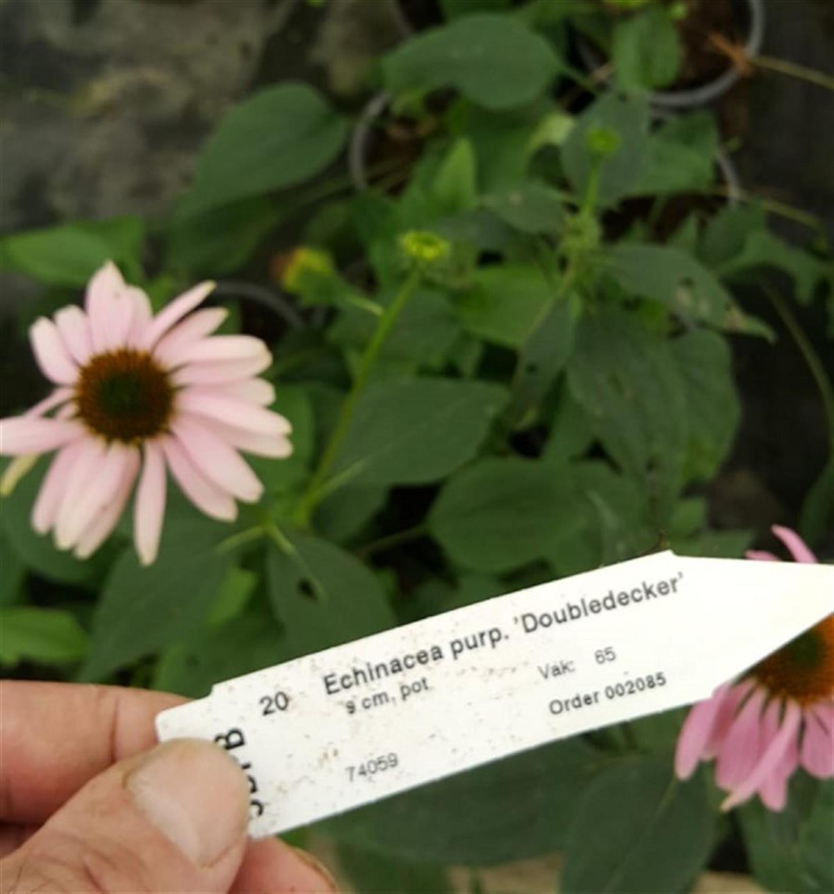 Echinacea p. Double-Decker Ekinezya fidesi