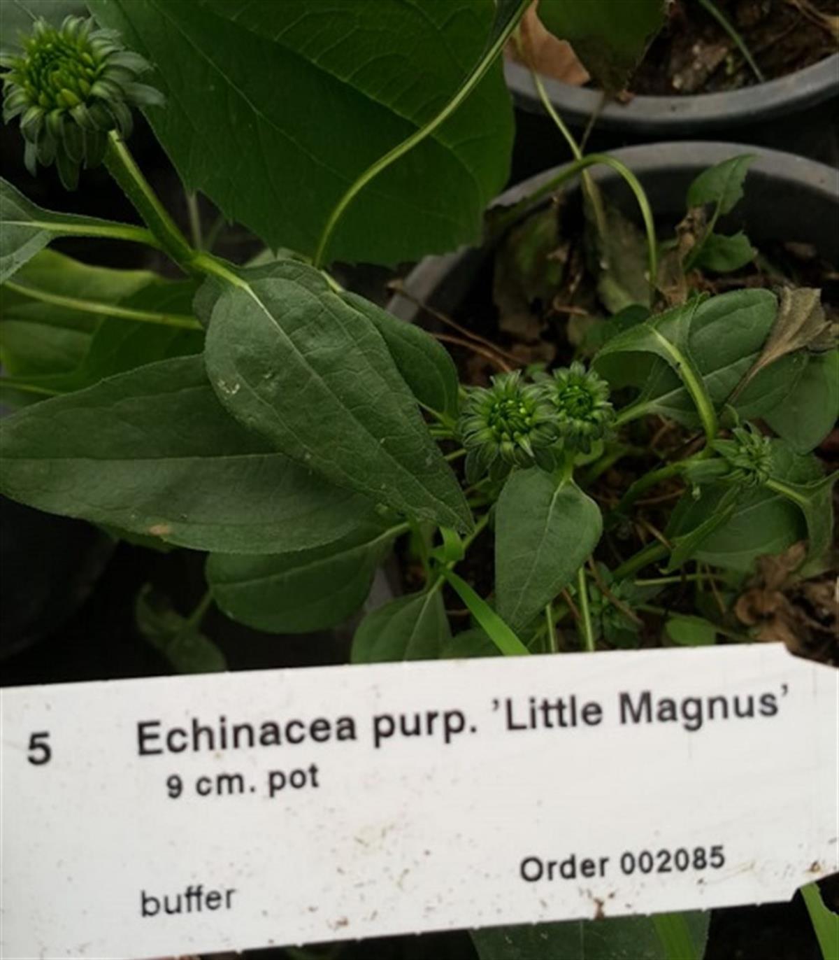 Echinacea p. Little Magnus Ekinezya fidesi