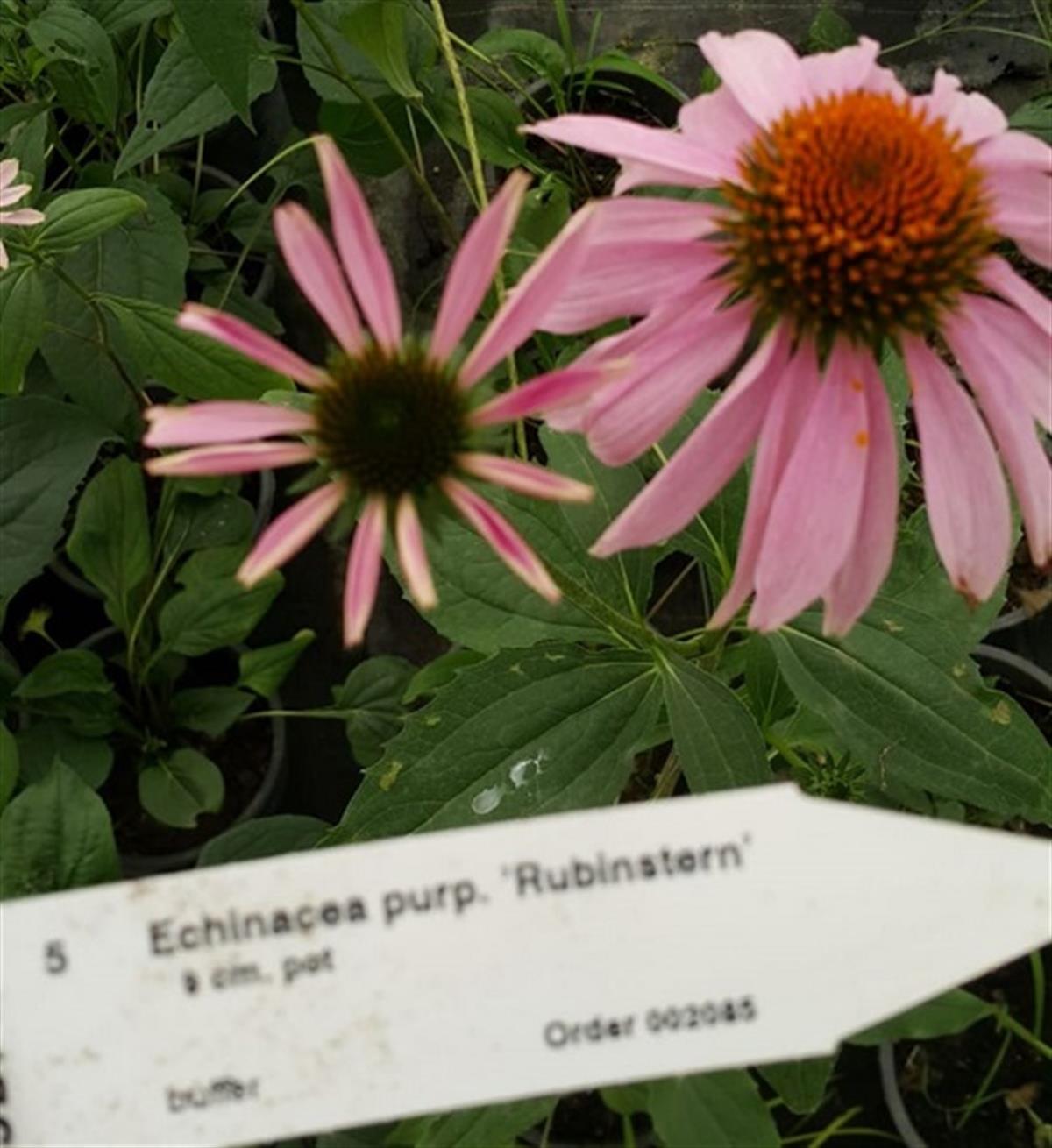 Echinacea p. Rubinstern Ekinezya fidesi
