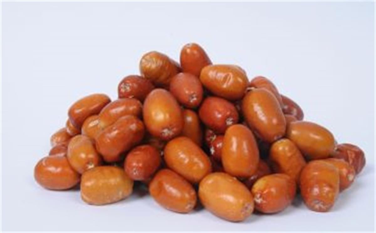 Elaeagnus angustifolia İğde fidanı