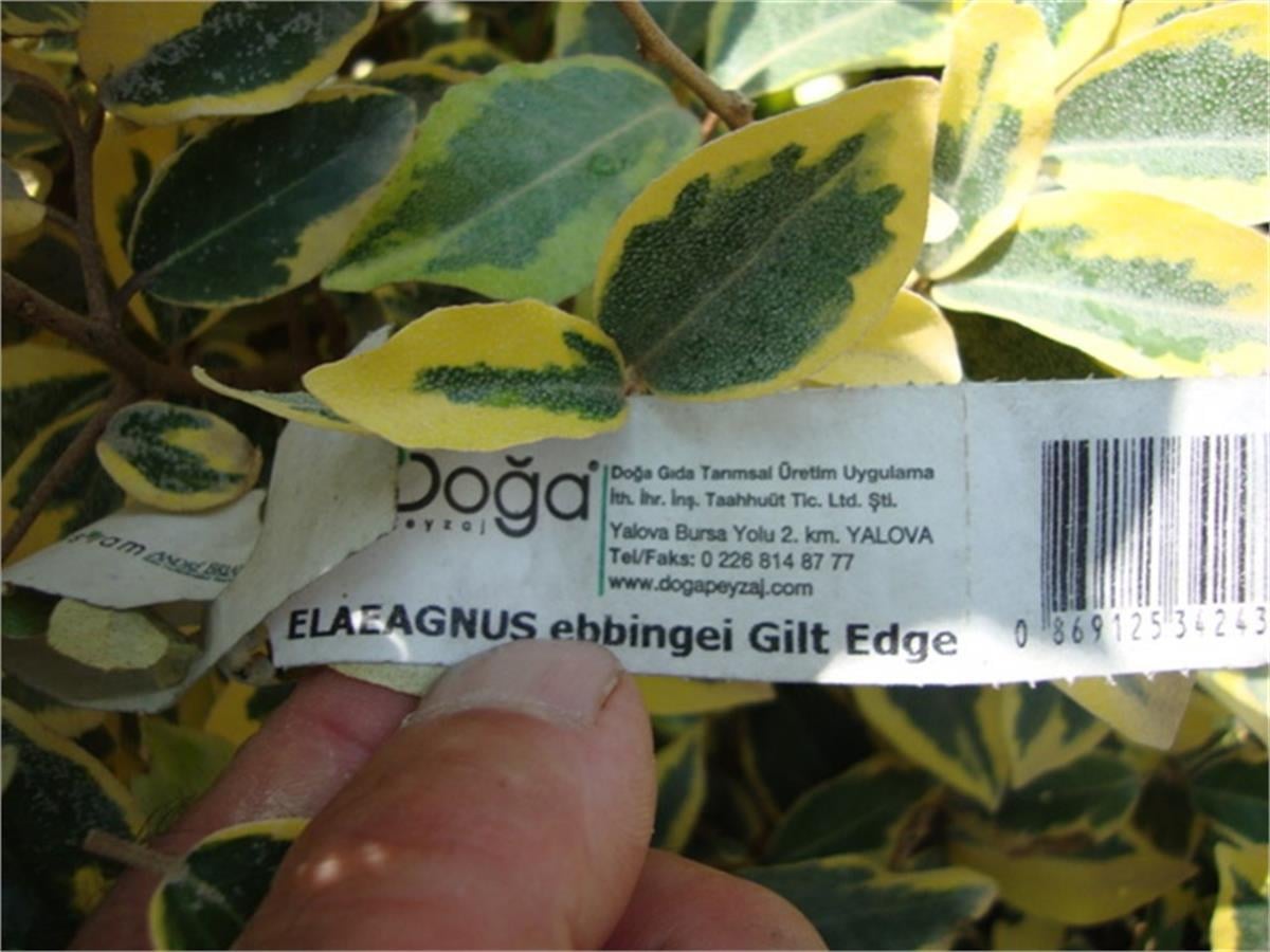 Elaeagnus ebbingei Gilt Edge Altuni Süs İğdesi fidanı