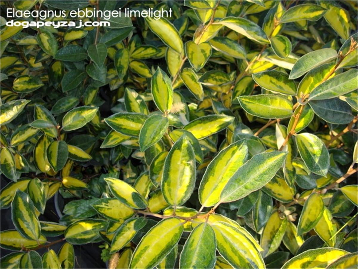 Elaeagnus ebbingei Limelight Süs İğdesi fidanı