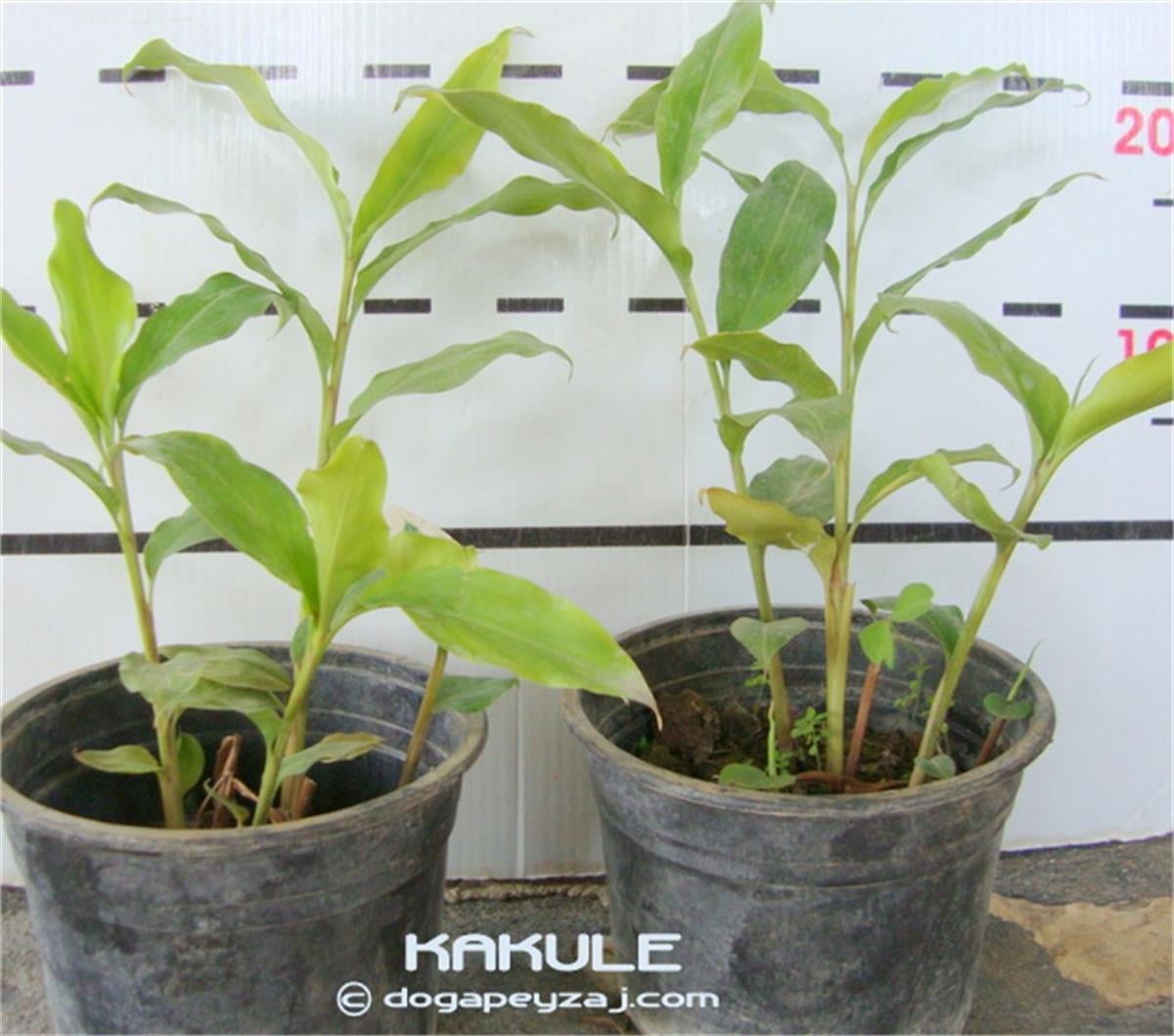 Elettaria cardamamum Kardamom Kakule fidesi
