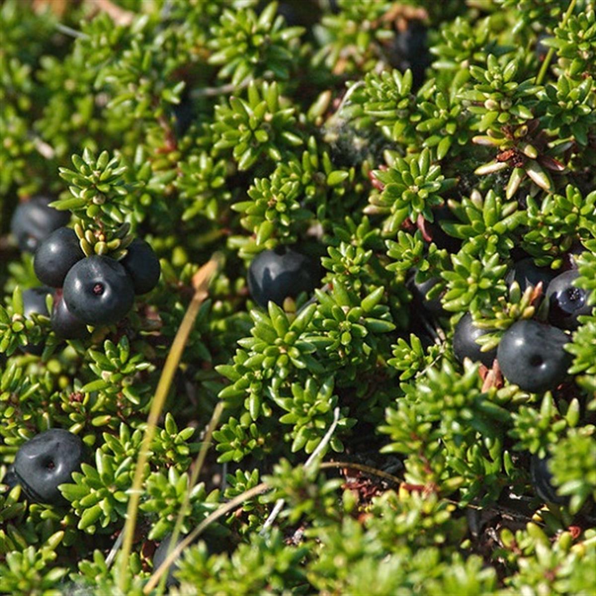 Empetrum nigrum Karga yemişi fidanı