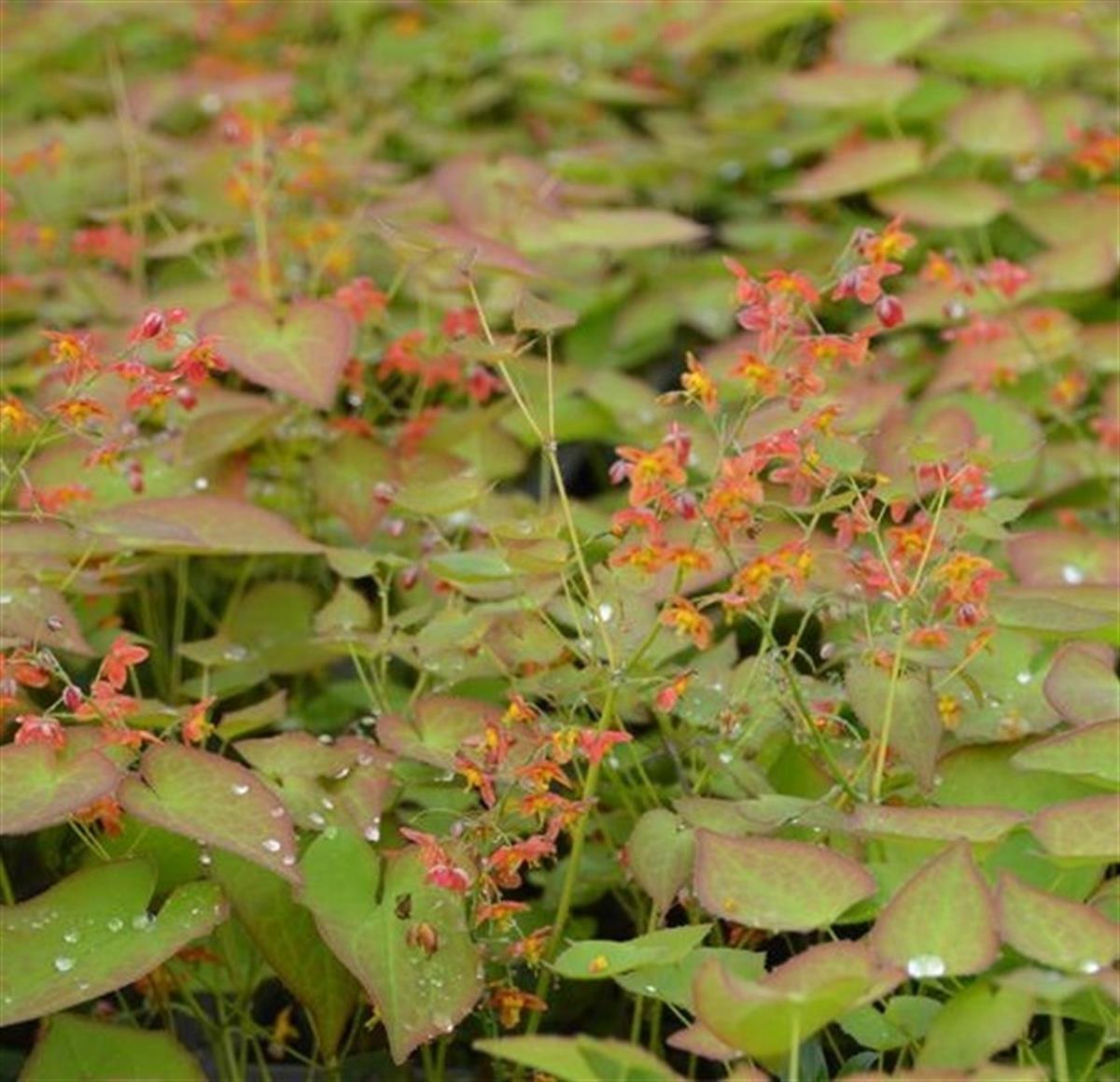 Epimedium pubigerum Orangekönigin keşiş külahı az gın teke otu fidesi