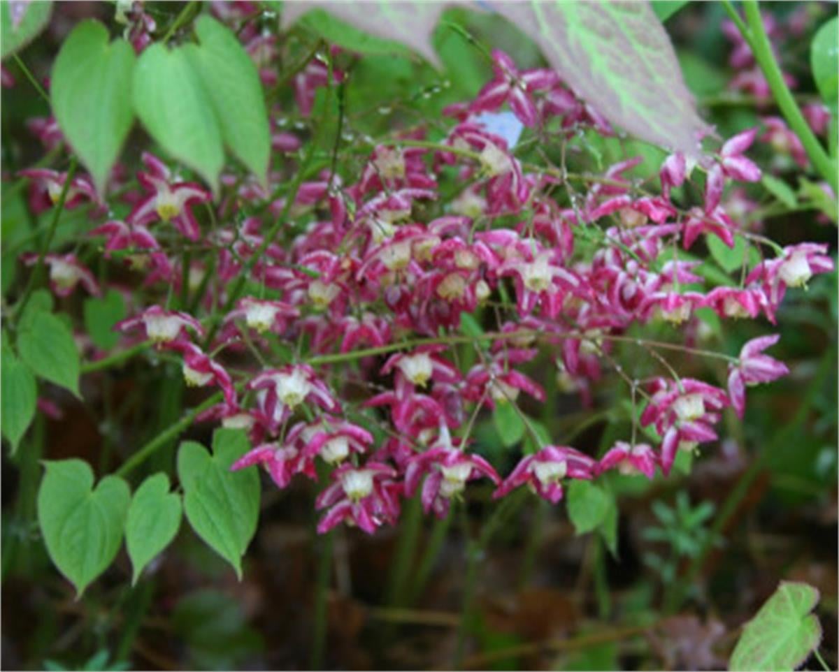 Epimedium rubrum keşiş külahıaz gın teke otu fidesi