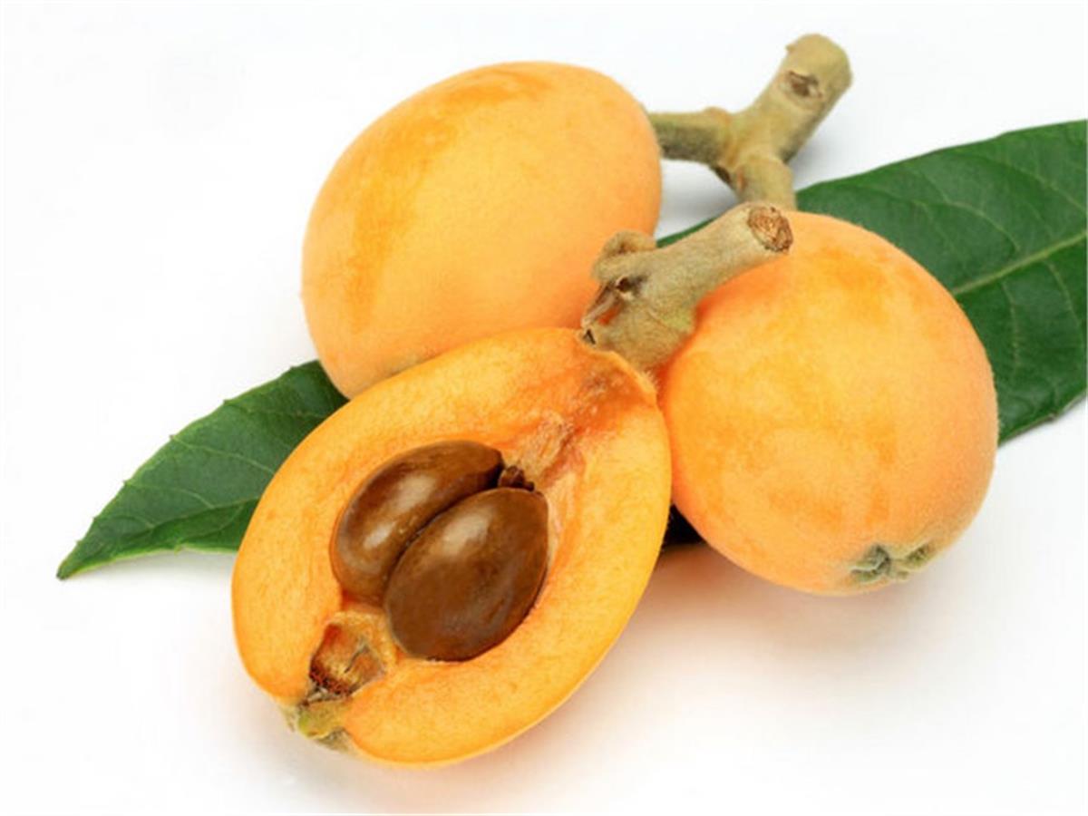 Eriobotrium jap. Malta erik Yenidünya Malta eriği fidanı