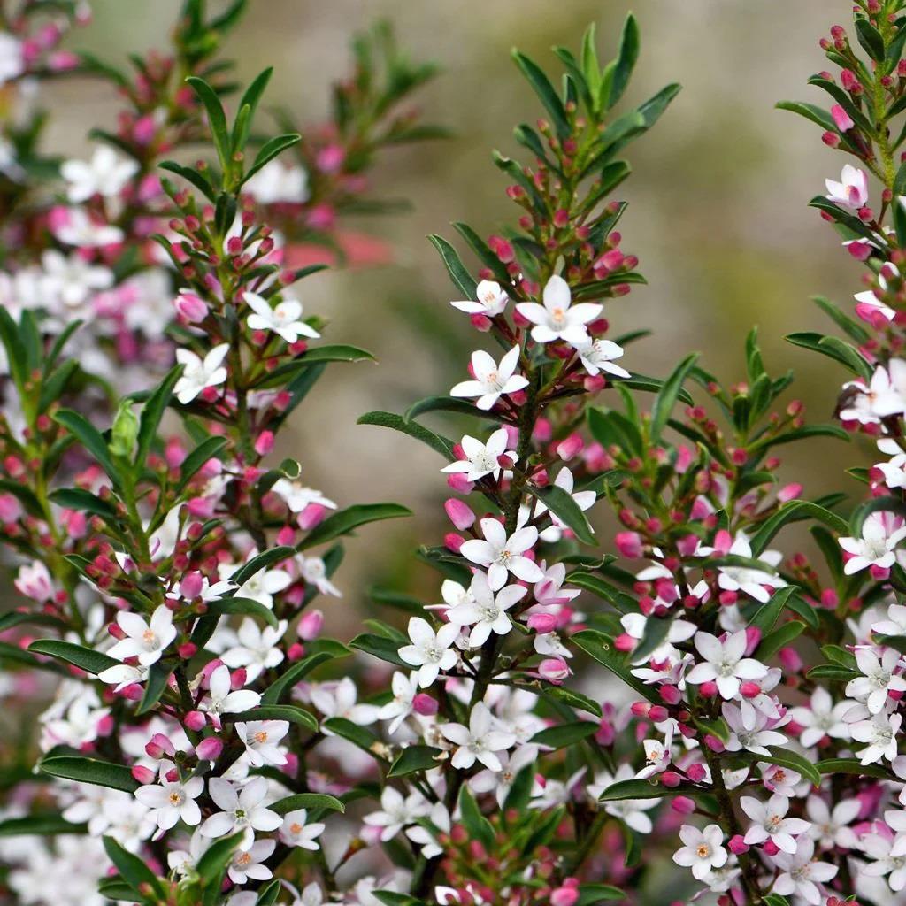Eriostemon myoporoides Pembe Yıldız Çiçekli Eriostemon Fidanı