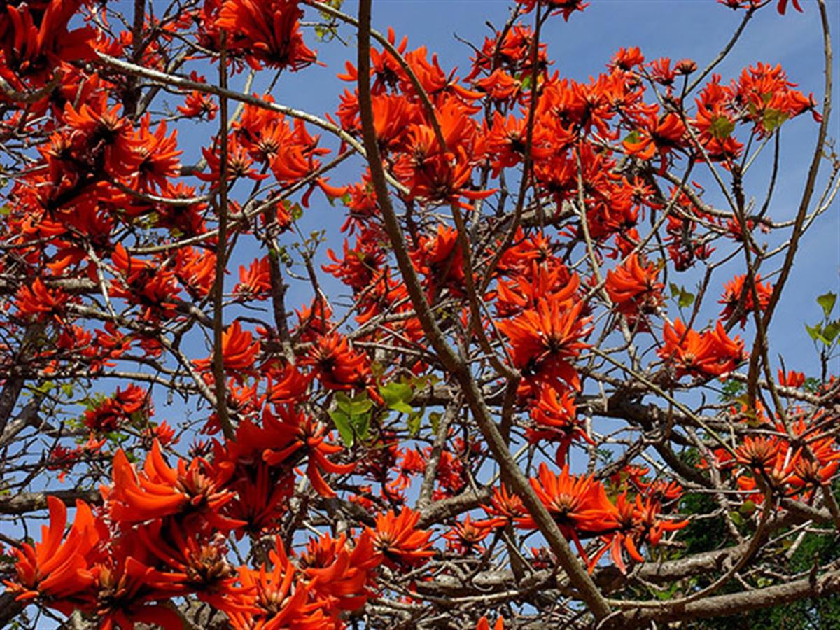 Erythrina caffra Afrika Mercan Ağacı fidanı