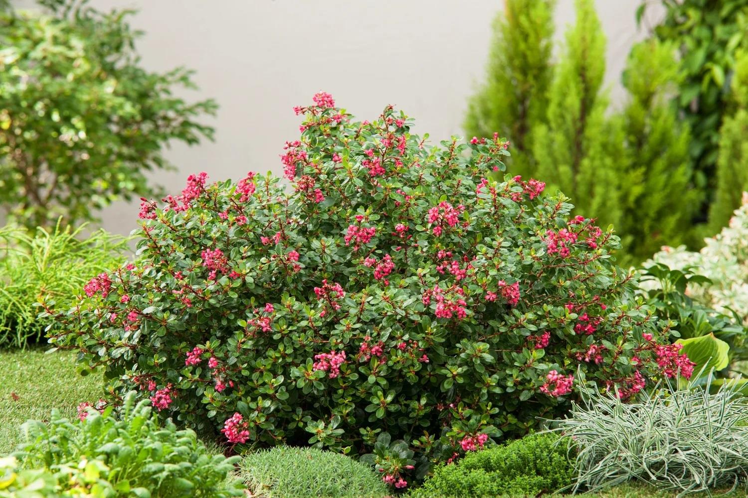 Escallonia Red Dream Kırmızı Çiçekli Eskalonya Fidanı