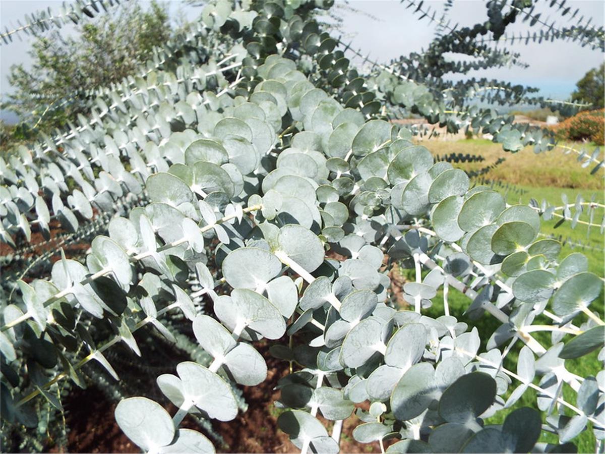 Eucalyptus gunni Ökaliptus Okaliptus Mentol Ağacı fidanı- Baby Blue