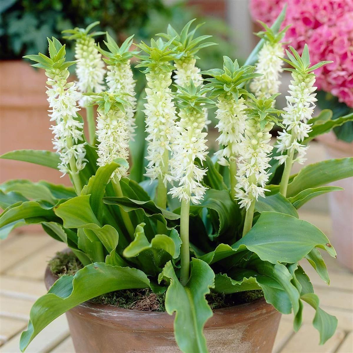 Eucomis autumnalis Ananas Çiçeği Sonbahar Ananas Zambağı fidesi