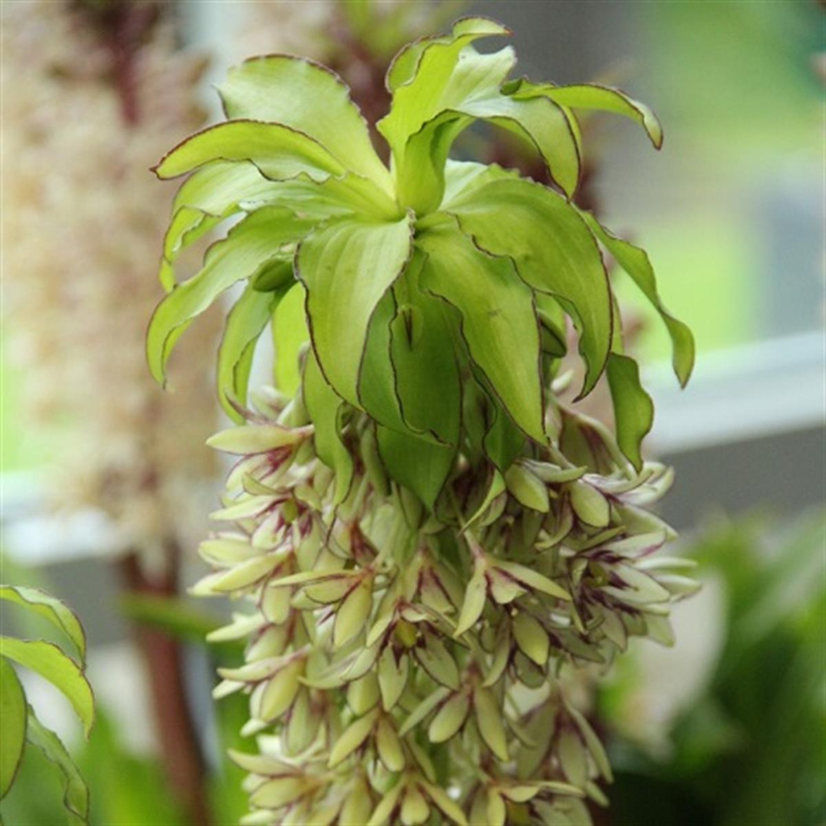 Eucomis bicolor Beyaz-Mor Ananas Çiçeği Sonbahar Ananas Zambağı fidesi