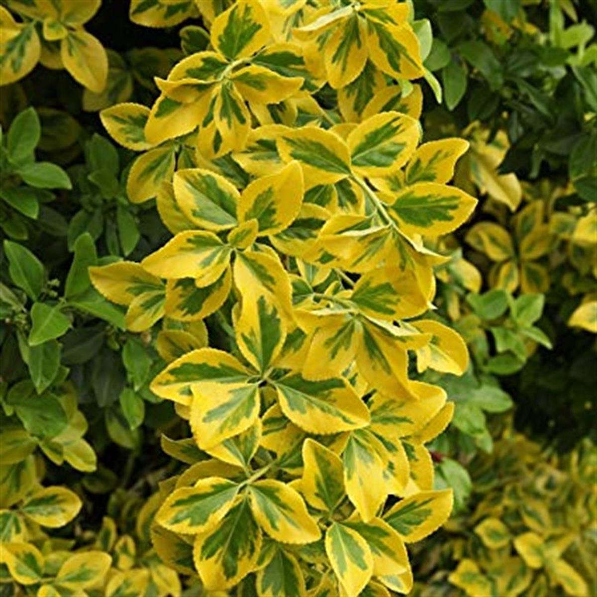 Euonymus japonica aurea Gold Altuni taflan fidanı
