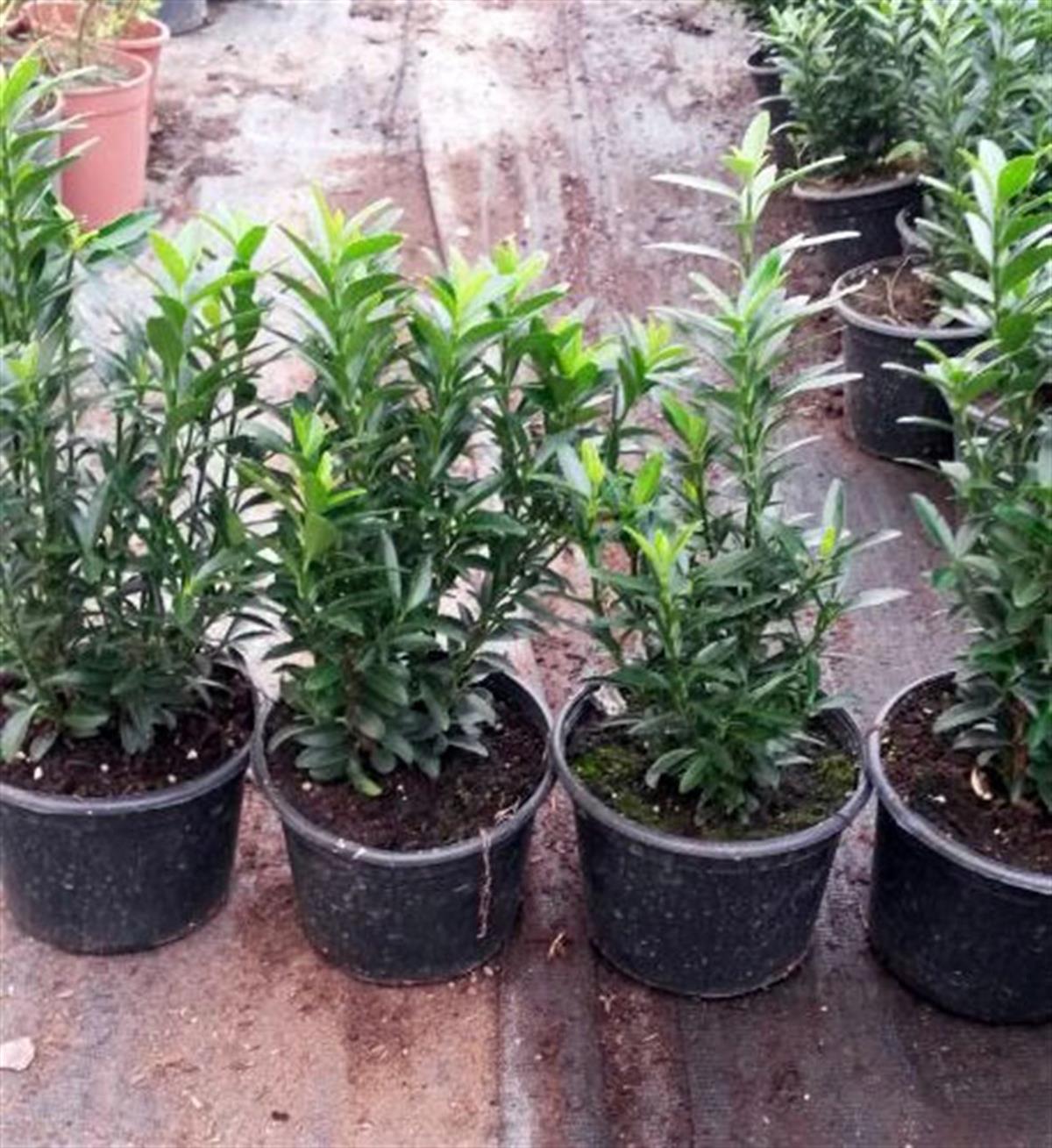 Euonymus japonica Yeşil Çıtır Taflan Sütun Taflan fidanı