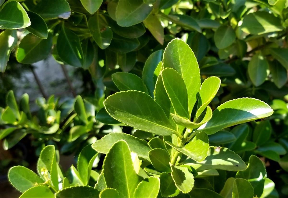 Euonymus japonica Yeşil Taflan fidanı
