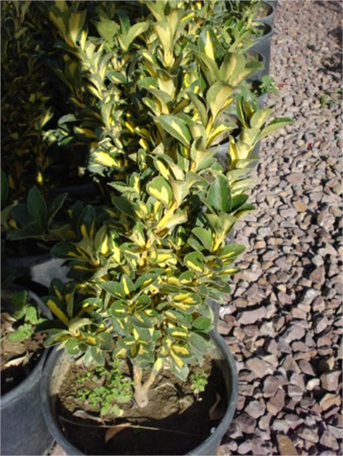 Euonymus japonicus aurea Alacalı taflan fidanı