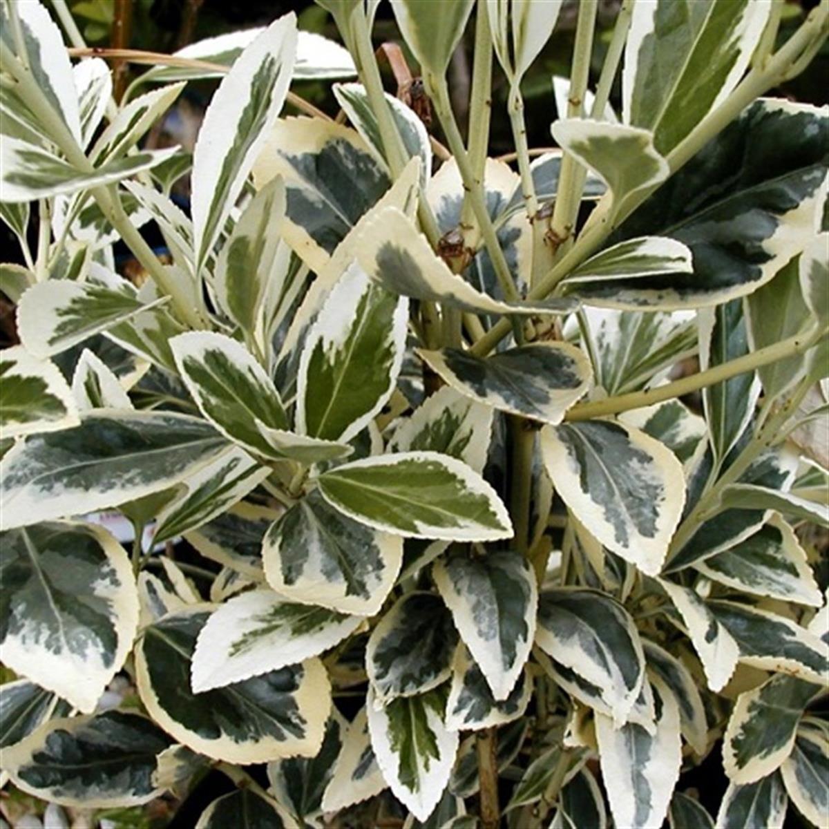Euonymus japonicus Bravo gümüşi taflan fidanı