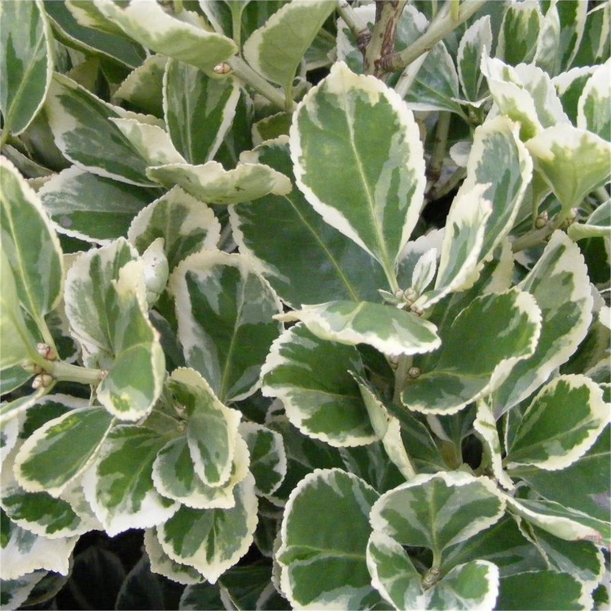 Euonymus japonicus President gauthier gümüşi taflan fidanı