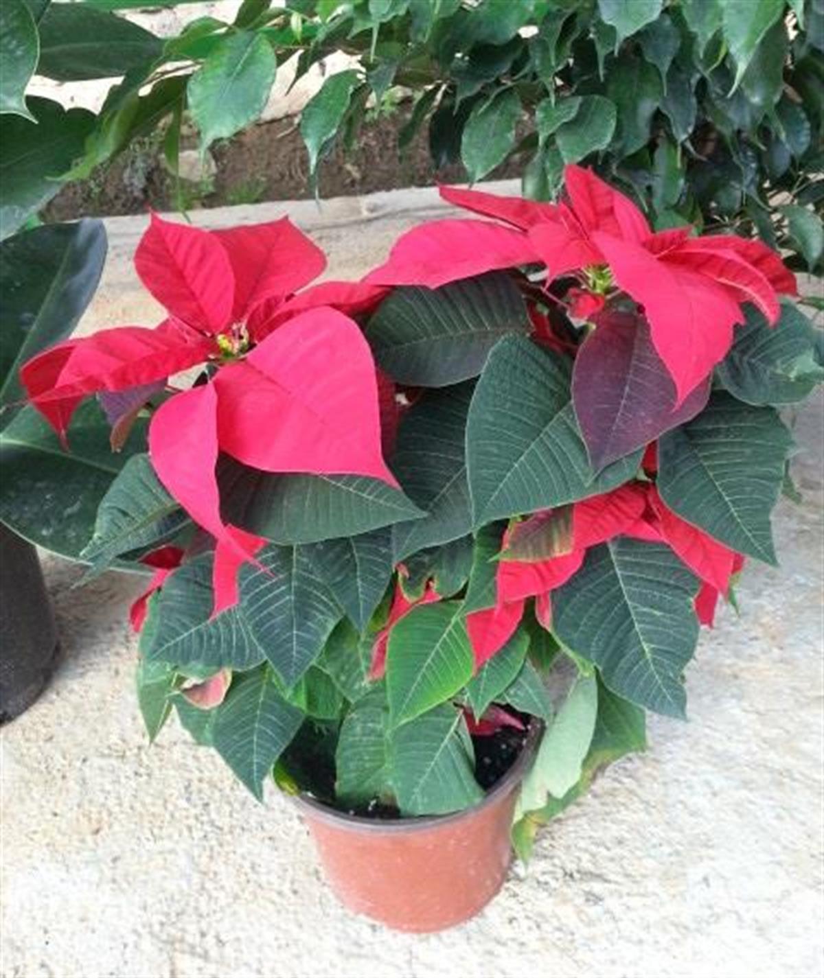 Euphorbia pulcherrima Ponsetya Atatürk Çiçeği