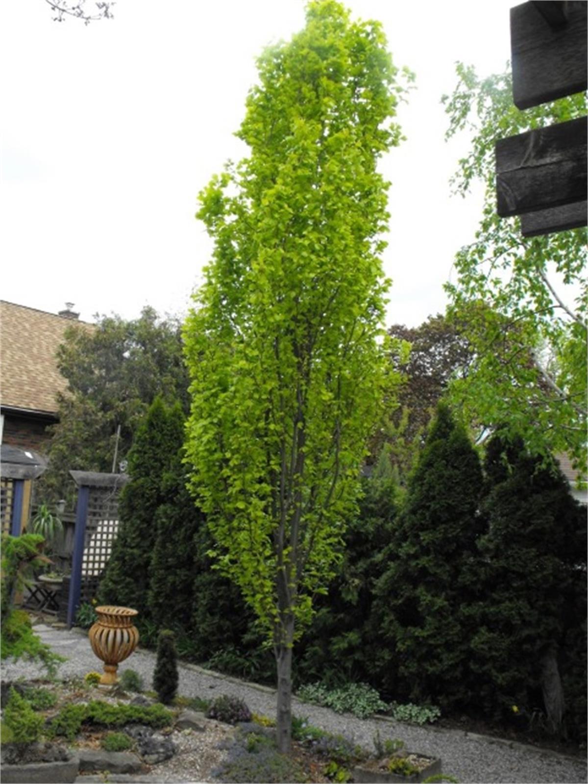 Fagus sylvatica Dawyck Piramit Kayın fidanı