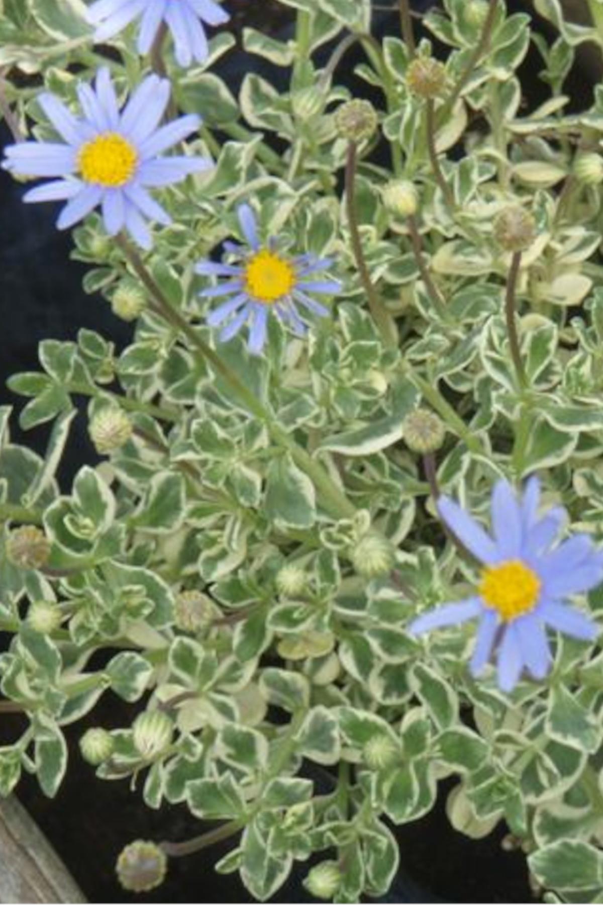 Felicia amelloides variegata Blue Alaca Yapraklı mavi felisia