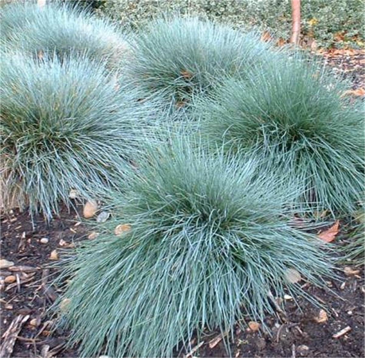 Festuca Blue Select mavi çim yumağı fidesi
