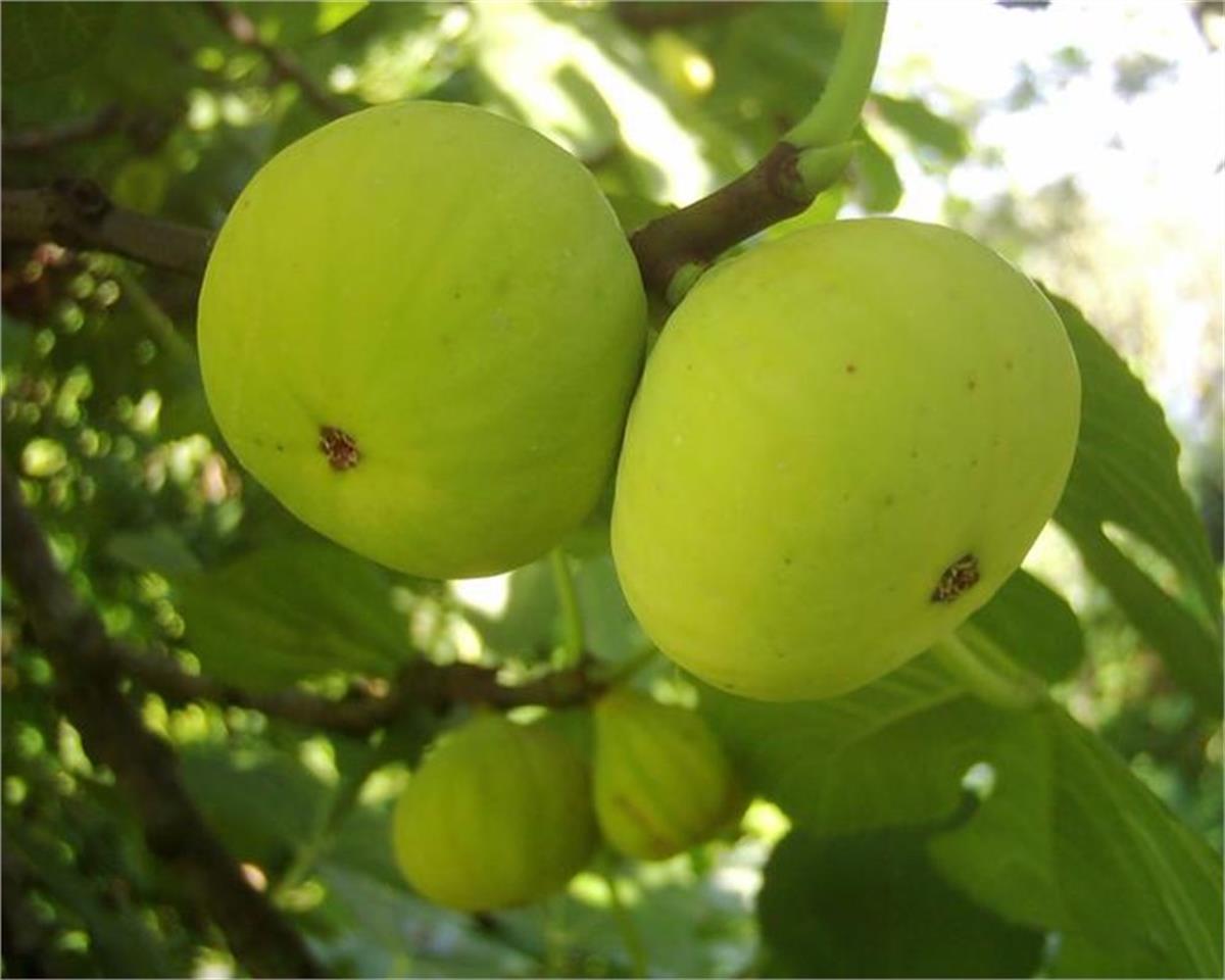 Ficus carica Sarı lop Aydın İncir fidanı