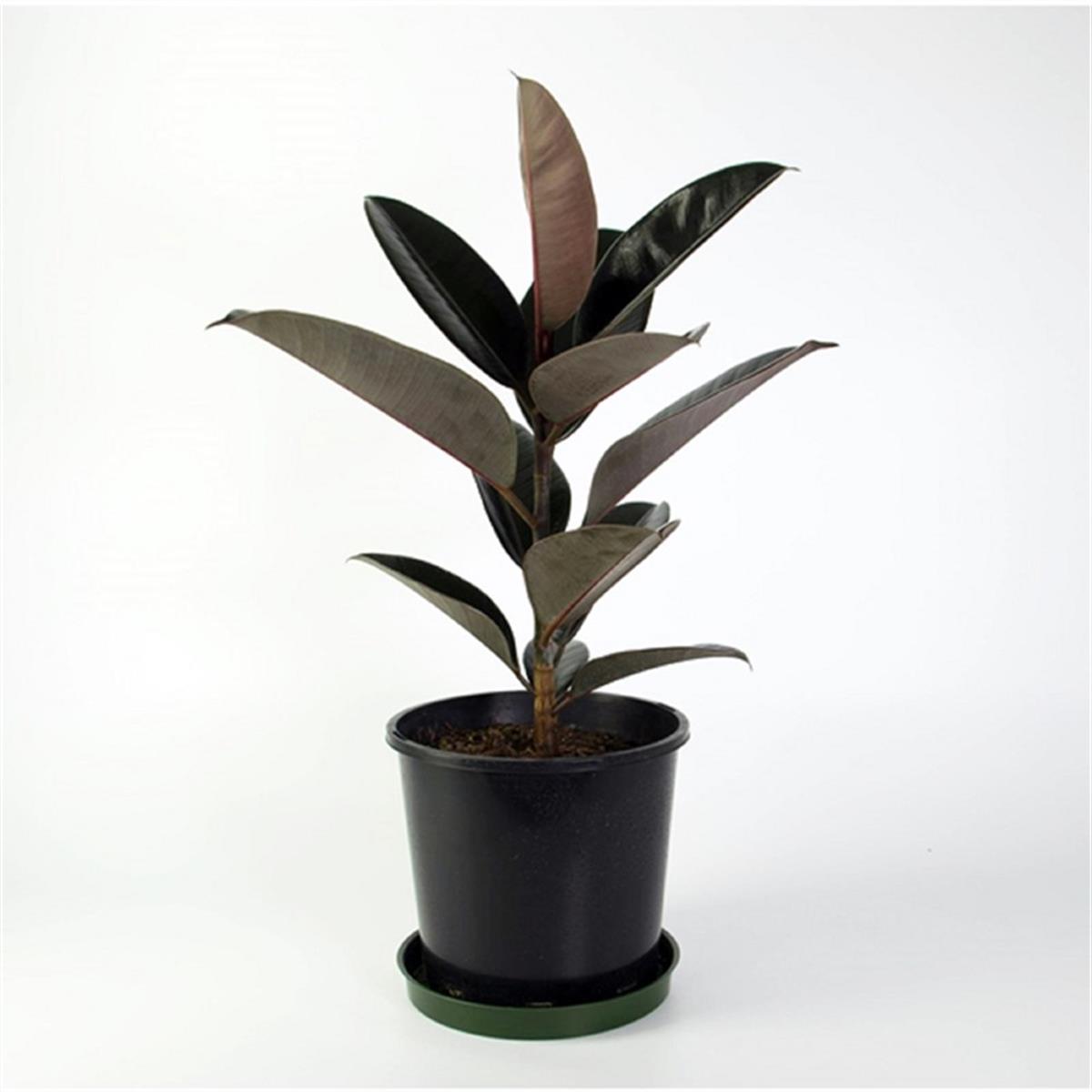 Ficus robusta Kauçuk Ağacı fidanı