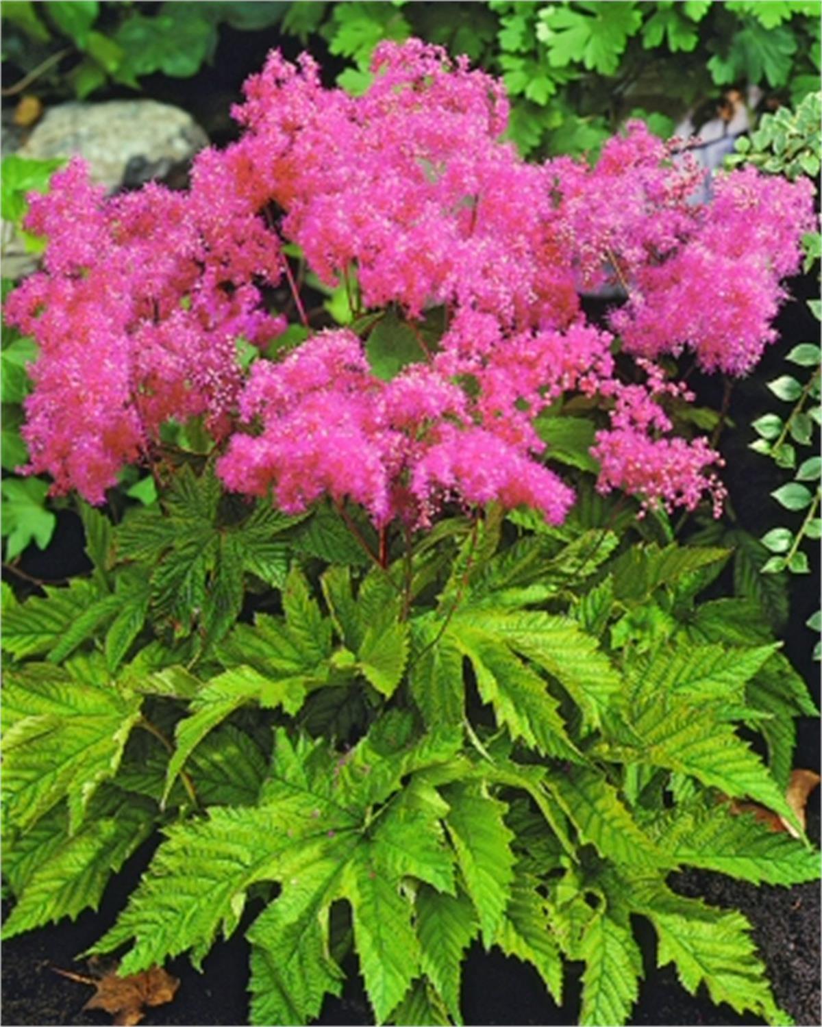 Filipendula purpurea purple Pembe Çayır Kraliçesi fidesi