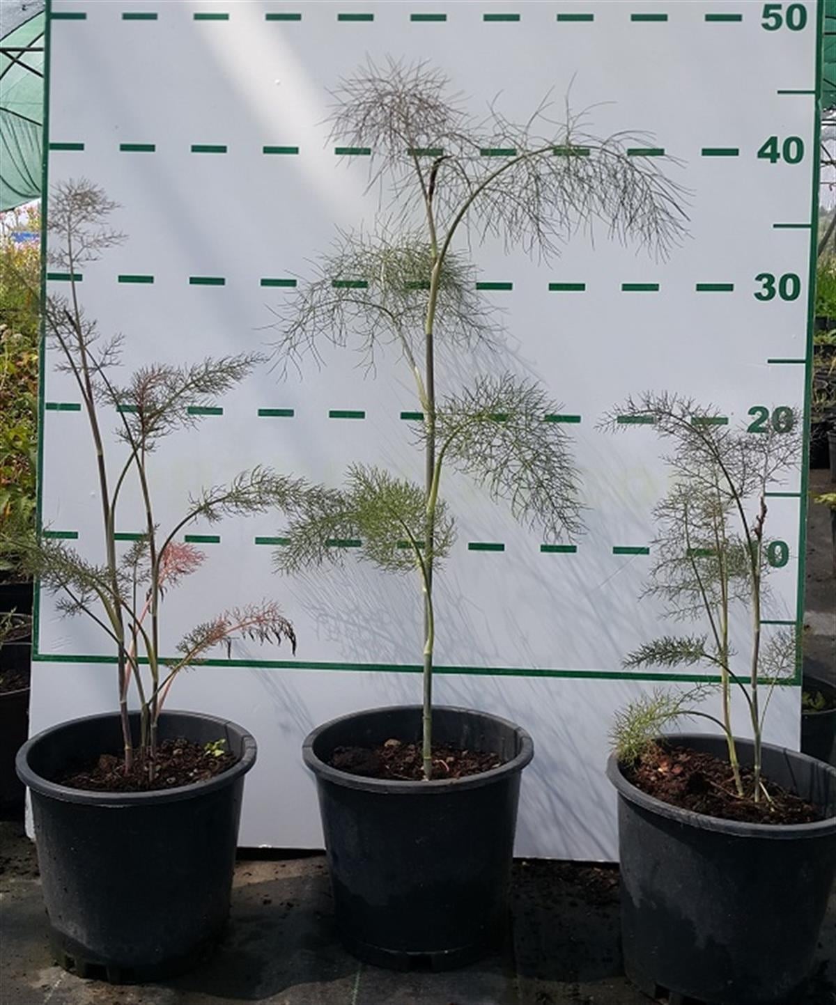 Foeniculum vulgare Purpureum Kızıl Rezene fidesi
