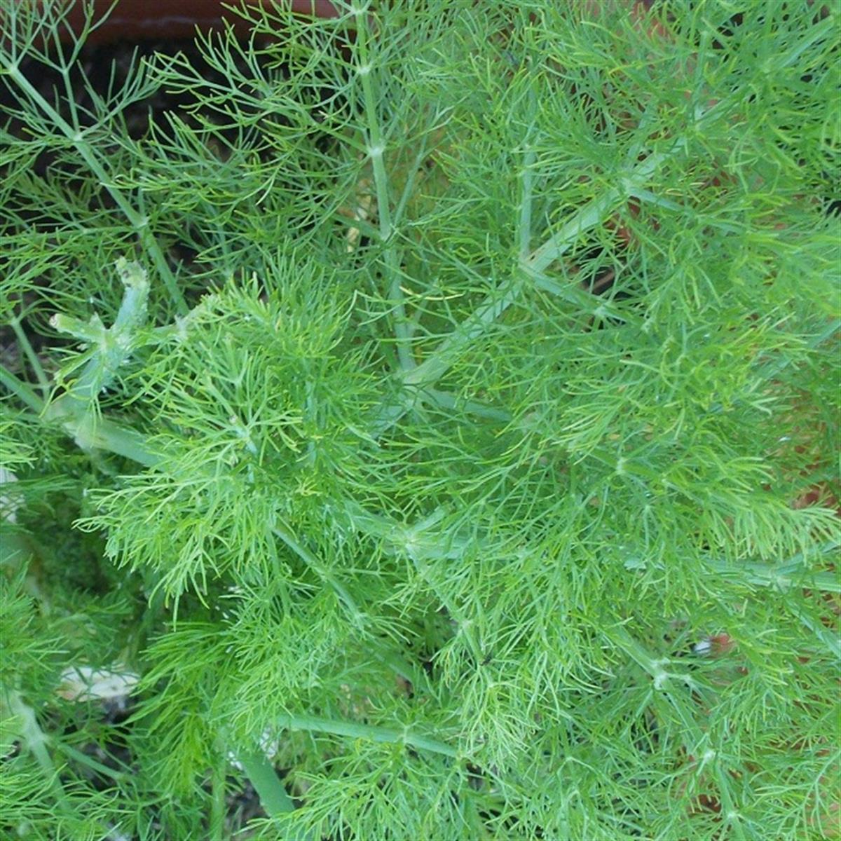 Foeniculum vulgare Yeşil Rezene fidesi