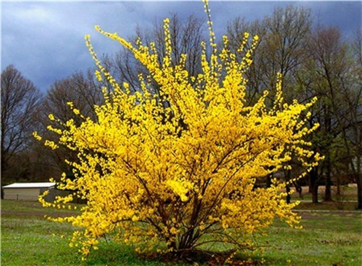 Forsythia intermedia Altın Çanağı Altın Çanı fidan