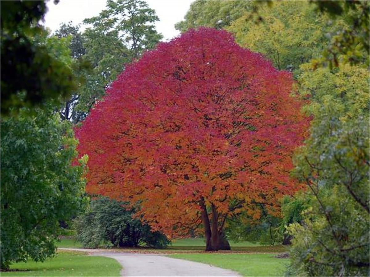 Fraxinus americana Amerikan dişbudak fidan