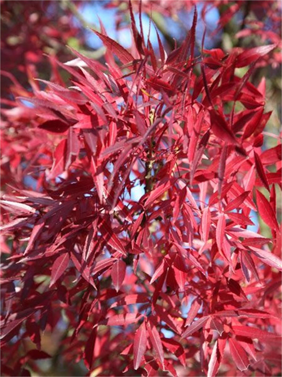 Fraxinus angustifolia Sivri meyveli dişbudak fidan
