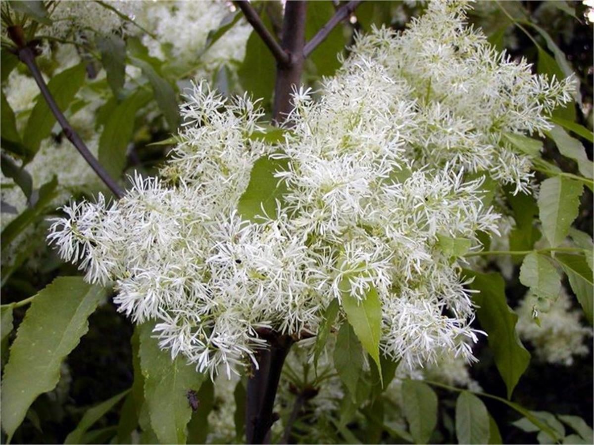 Fraxinus ornus Çiçekli dişbudak fidanı
