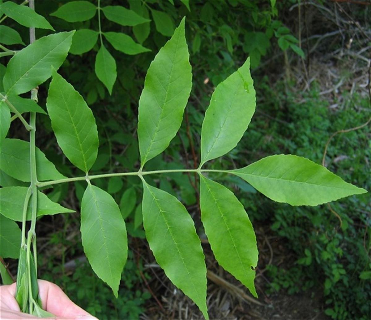 Fraxinus pennsylvanica Yeşil dışbudak fidanı