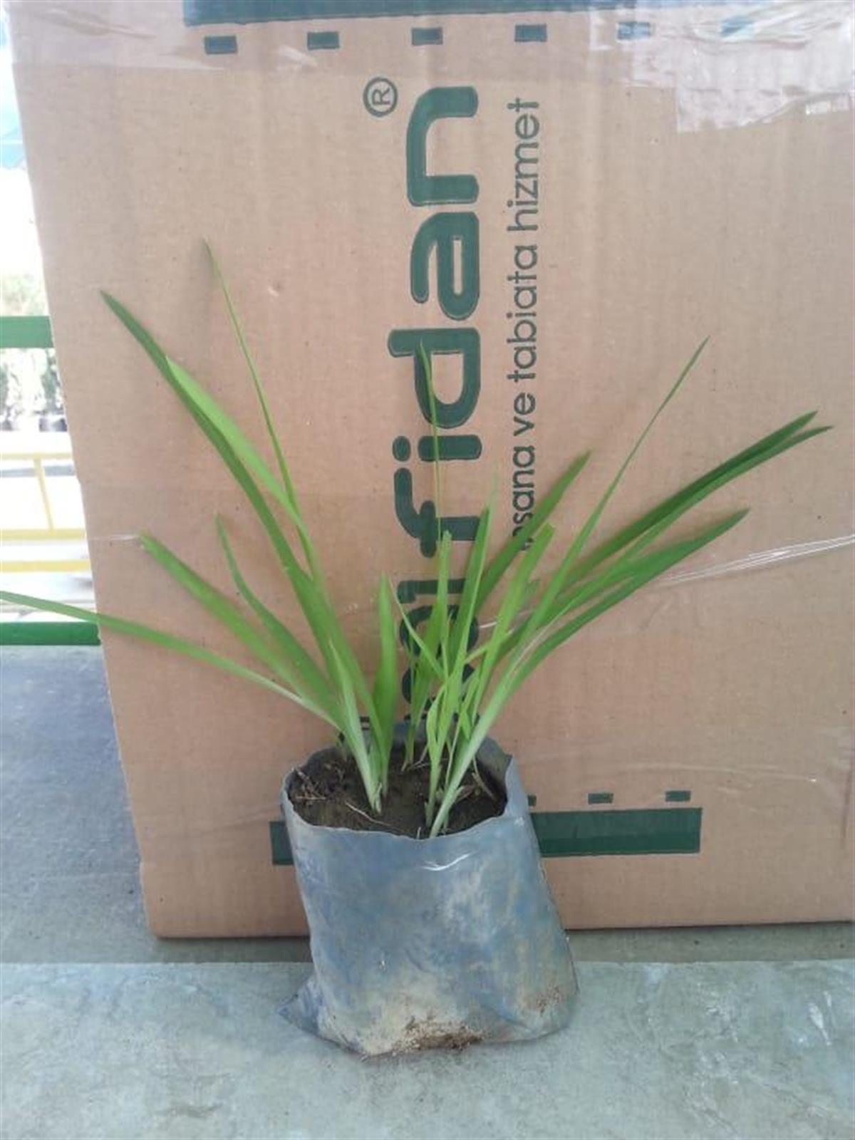 Freesia laxa Frezya soğanı