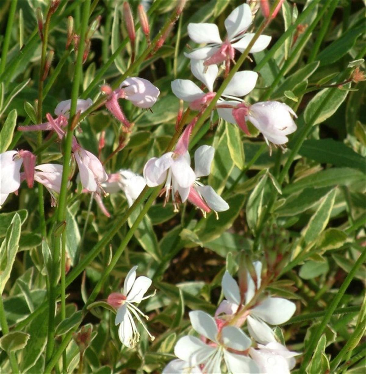 Gaura lindheimeri Corries Gold fidanı