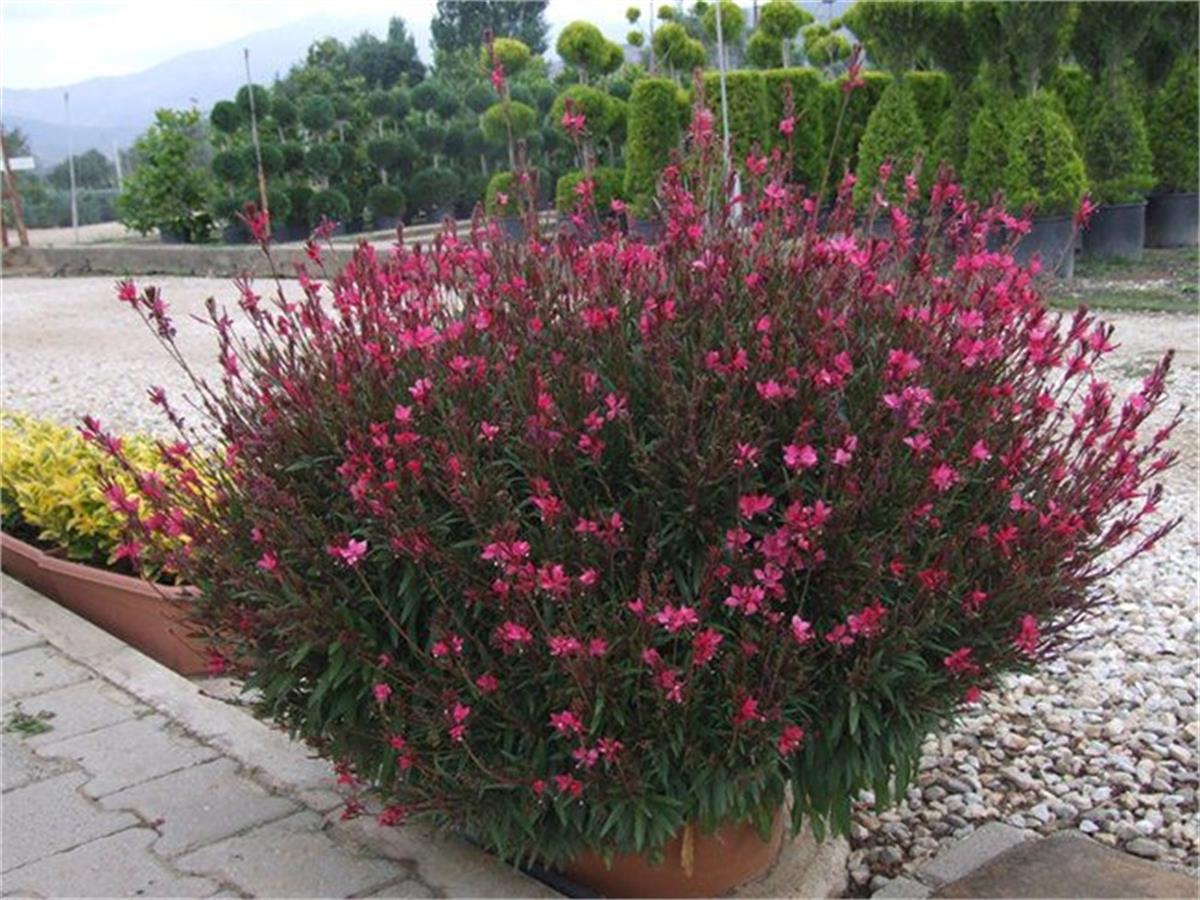 Gaura lindheimeri Siskyou Pink fidanı